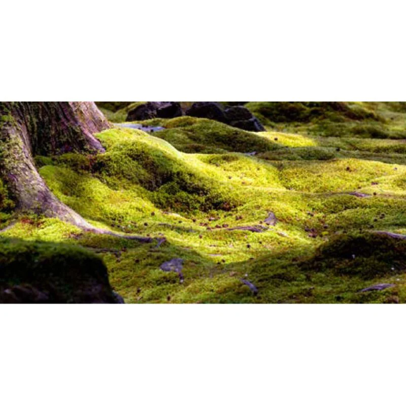 AK Interactive Green Mossy Texture 35ml - Image 3