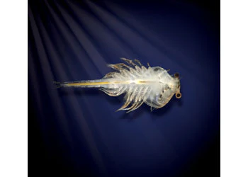Aqua Dragons - Colour Changing Box Kit - Image 3
