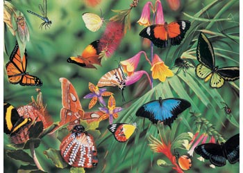 Blue Opal - Wild Australia Butterflies & Beetles 100 Pieces - Image 3