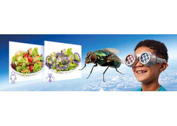 Brainstorm Toys - See the World Through Others - Image 2
