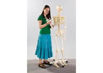 Edu-Toys - Human Skeleton With Stand - 160 cm