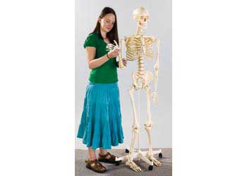 Edu-Toys - Human Skeleton With Stand - 160 cm - Image 2