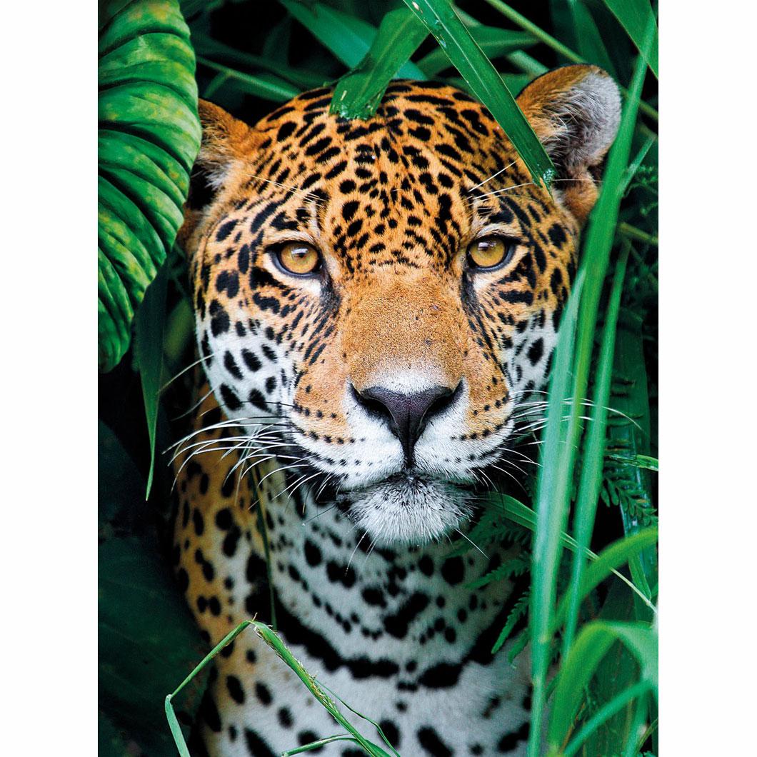 Jaguar In The Jungle (Compact) - Image 3