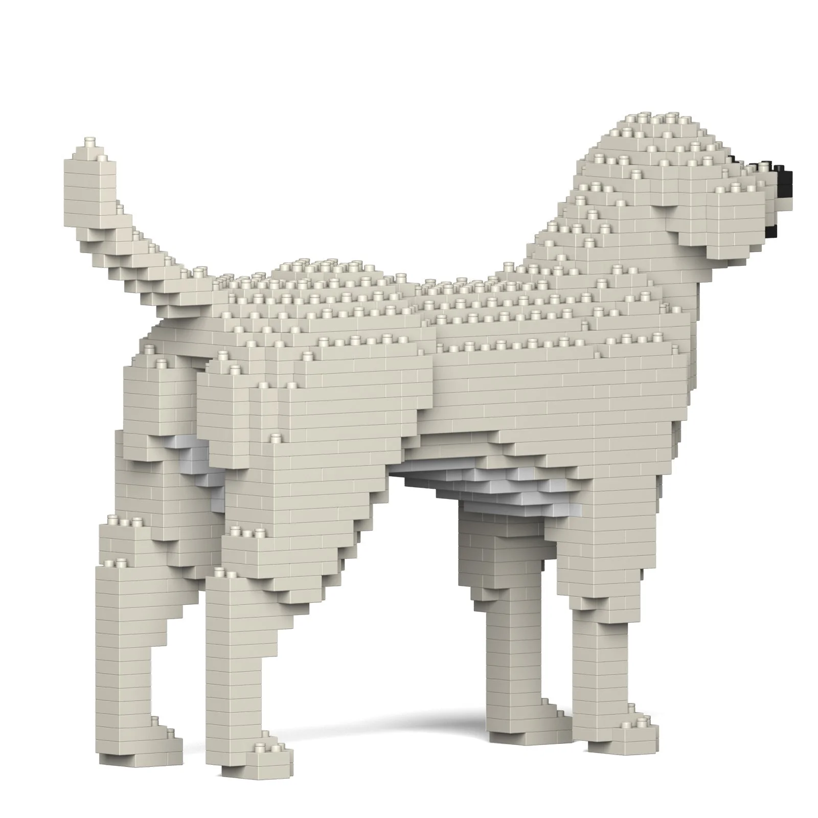 Labrador Retriever 01S-M06 - Image 4
