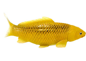 Mojo - Kin Matsuba Koi Carp - Image 2