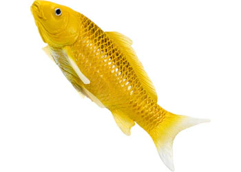 Mojo - Kin Matsuba Koi Carp - Image 3