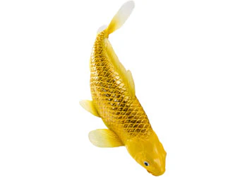 Mojo - Kin Matsuba Koi Carp - Image 4