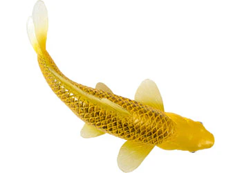 Mojo - Kin Matsuba Koi Carp - Image 5