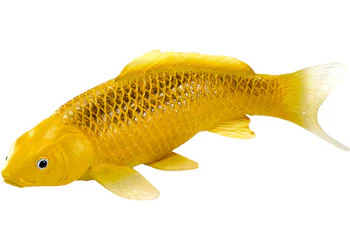 Mojo - Kin Matsuba Koi Carp - Image 6
