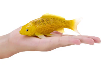Mojo - Kin Matsuba Koi Carp - Image 7