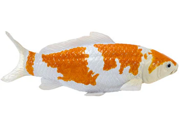 Mojo - Ochiba Shigure Koi Carp - Image 2