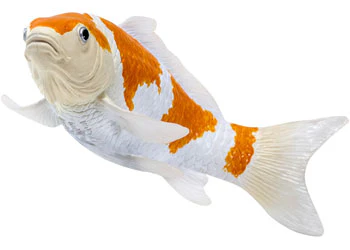 Mojo - Ochiba Shigure Koi Carp - Image 3