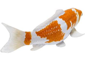 Mojo - Ochiba Shigure Koi Carp - Image 4