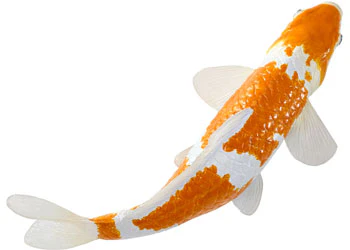 Mojo - Ochiba Shigure Koi Carp - Image 5