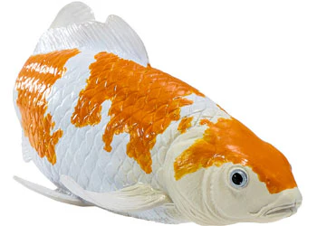 Mojo - Ochiba Shigure Koi Carp - Image 6