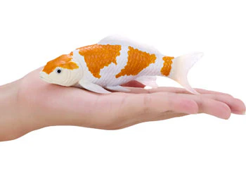 Mojo - Ochiba Shigure Koi Carp - Image 7