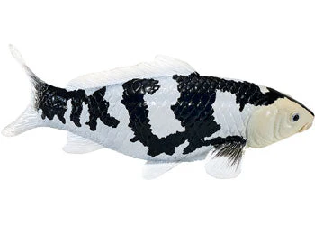 Mojo - Shiro Utsuri Koi Carp - Image 2