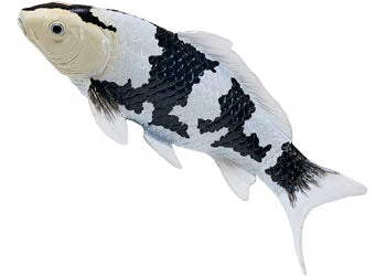 Mojo - Shiro Utsuri Koi Carp - Image 3
