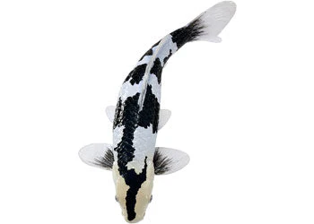 Mojo - Shiro Utsuri Koi Carp - Image 4