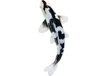 Mojo - Shiro Utsuri Koi Carp - Image 5