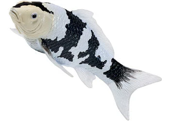 Mojo - Shiro Utsuri Koi Carp - Image 6
