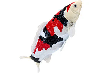 Mojo - Showa Sanshoku Koi Carp - Image 6