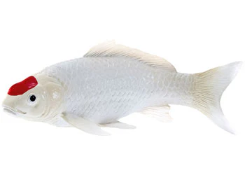 Mojo - Tancho Koi Carp