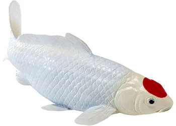 Mojo - Tancho Koi Carp - Image 2