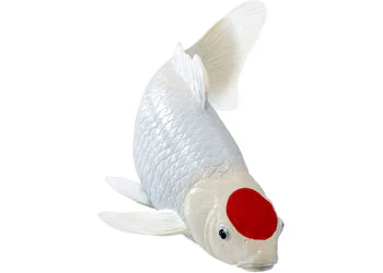 Mojo - Tancho Koi Carp - Image 3