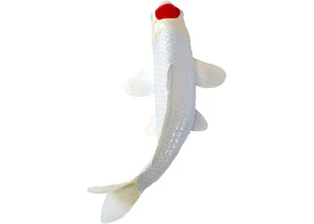 Mojo - Tancho Koi Carp - Image 4