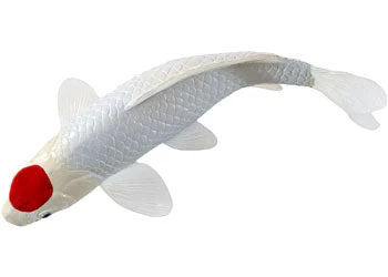 Mojo - Tancho Koi Carp - Image 5