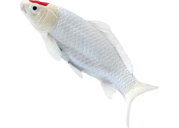 Mojo - Tancho Koi Carp - Image 6
