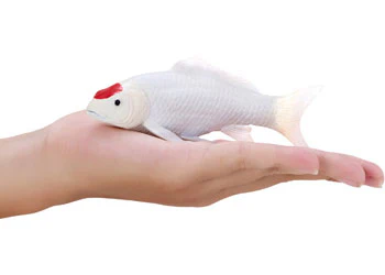 Mojo - Tancho Koi Carp - Image 7