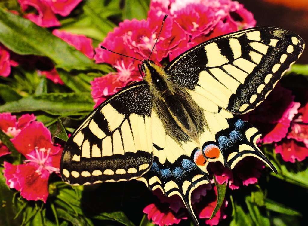 Ravensburger - Butterfly 500 Piece Jigsaw - Image 2