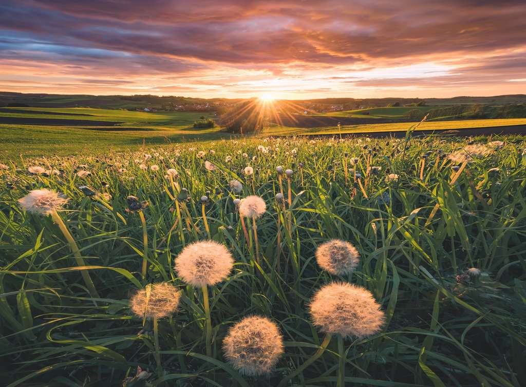 Ravensburger - Dandelions At Sunset Puzzle 500 Piece Jigsaw - New Version - New Version - Image 2
