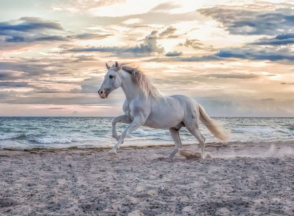 Ravensburger - Evening Gallop 500 Piece Jigsaw - New Version - New Version - Image 2