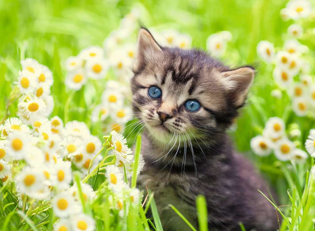 Ravensburger - Kitten in the Meadow - 500 Piece Jigsaw New Version - Image 2