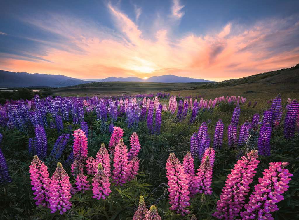 Ravensburger - Lupines 500 Piece Jigsaw - New Version - New Version - Image 2