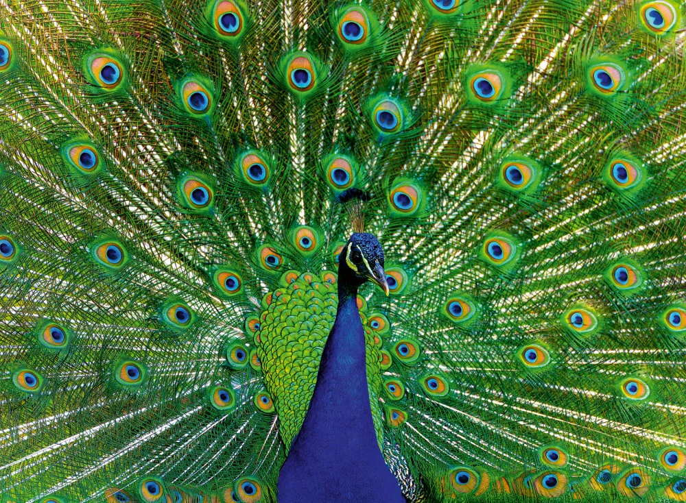 Ravensburger - Peacock 500 Piece Jigsaw - Image 3