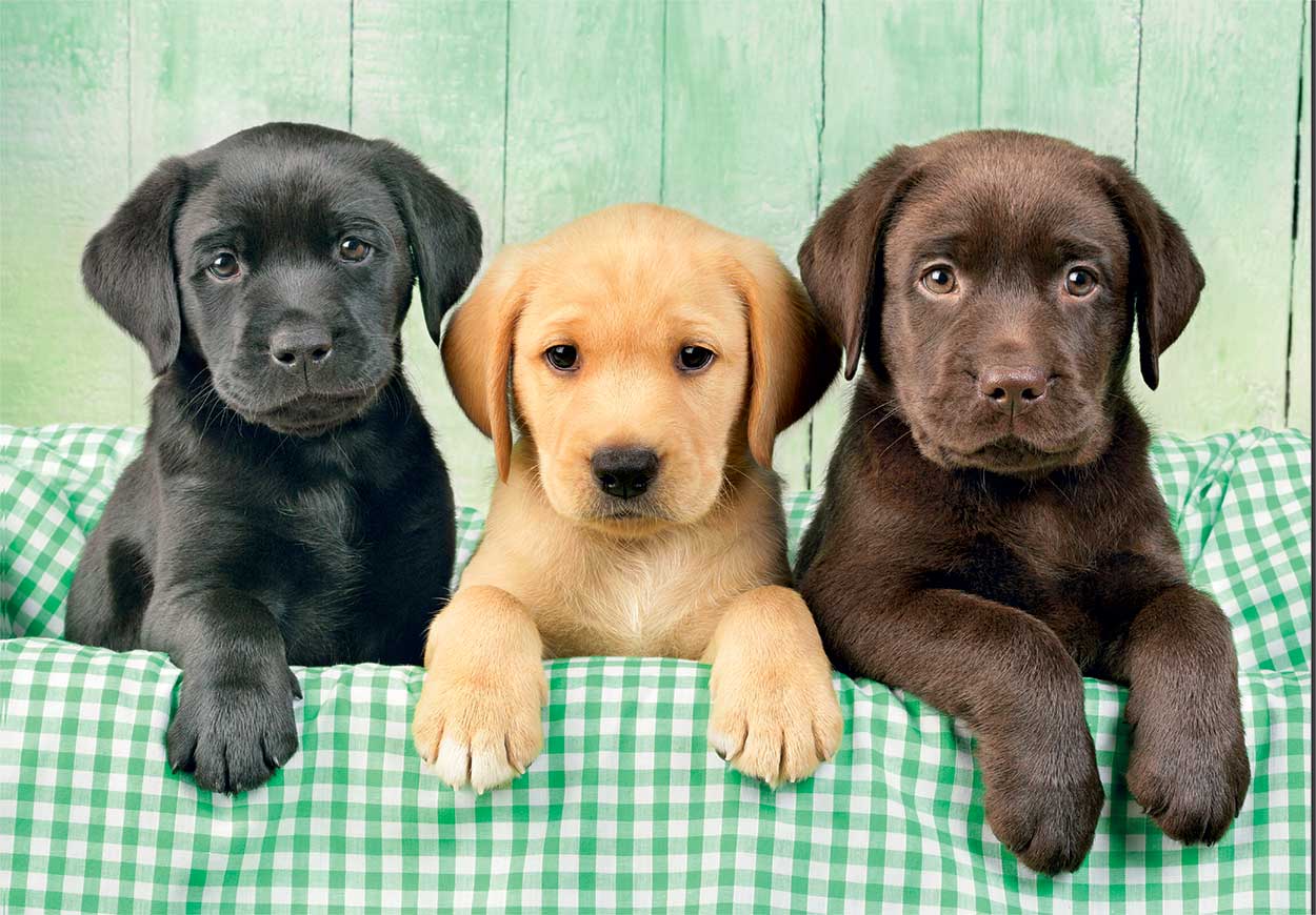 Three Labs 1000 Piece Jigsaw - Image 2